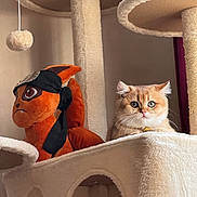 Kurama participe au concours pour gagner de l'argent avec cette photo : cat, kitten, plush_toy, stuffed_animal, cat_tree, indoor, pet, fur, whiskers, wide_eyes, orange_cat, toy, perch, cozy, portrait, looking_at_camera, carpeted, furniture, cuddly, home_interior