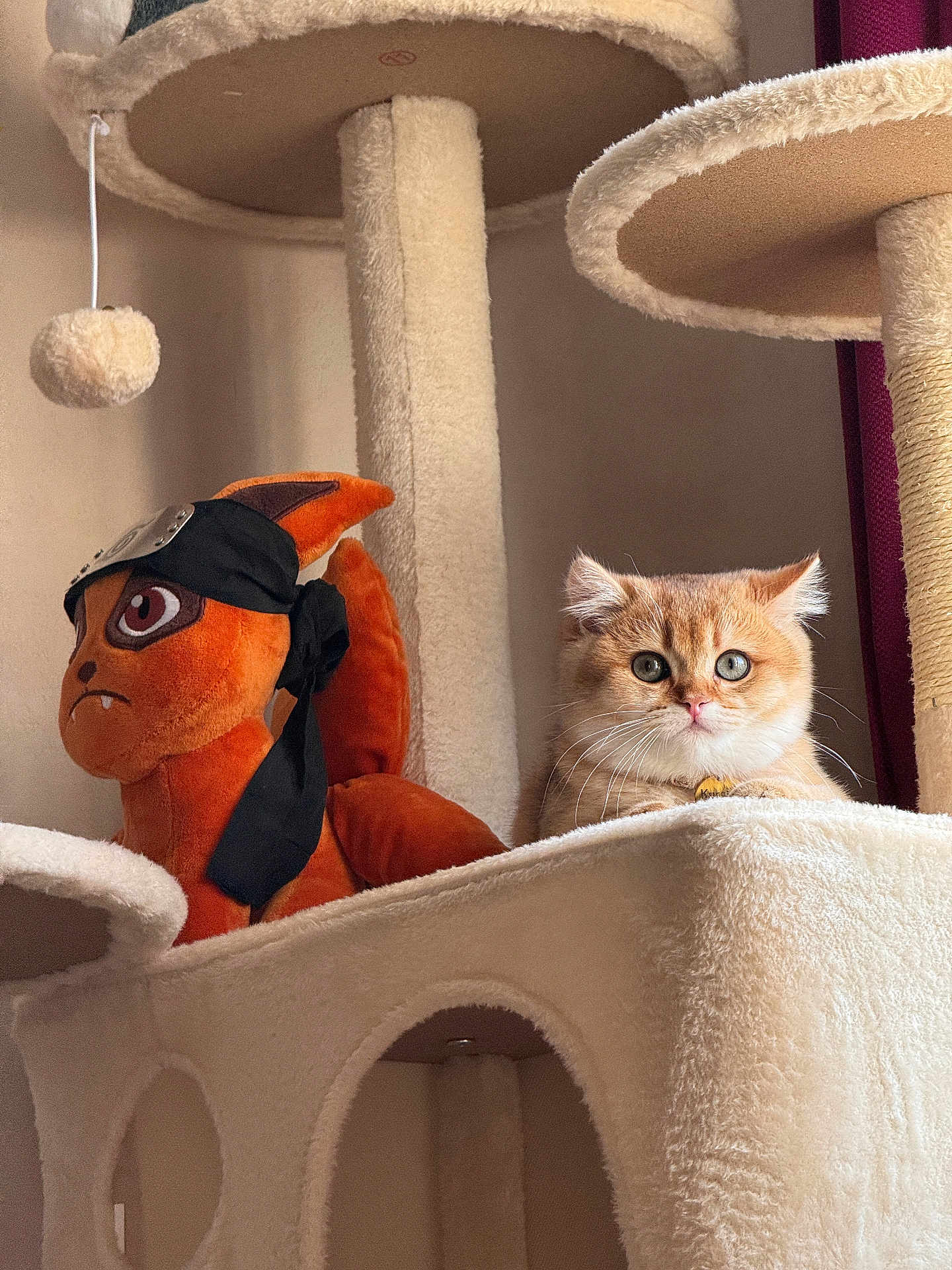 Kurama participe au concours pour gagner de l'argent avec cette photo : cat, kitten, plush_toy, stuffed_animal, cat_tree, indoor, pet, fur, whiskers, wide_eyes, orange_cat, toy, perch, cozy, portrait, looking_at_camera, carpeted, furniture, cuddly, home_interior
