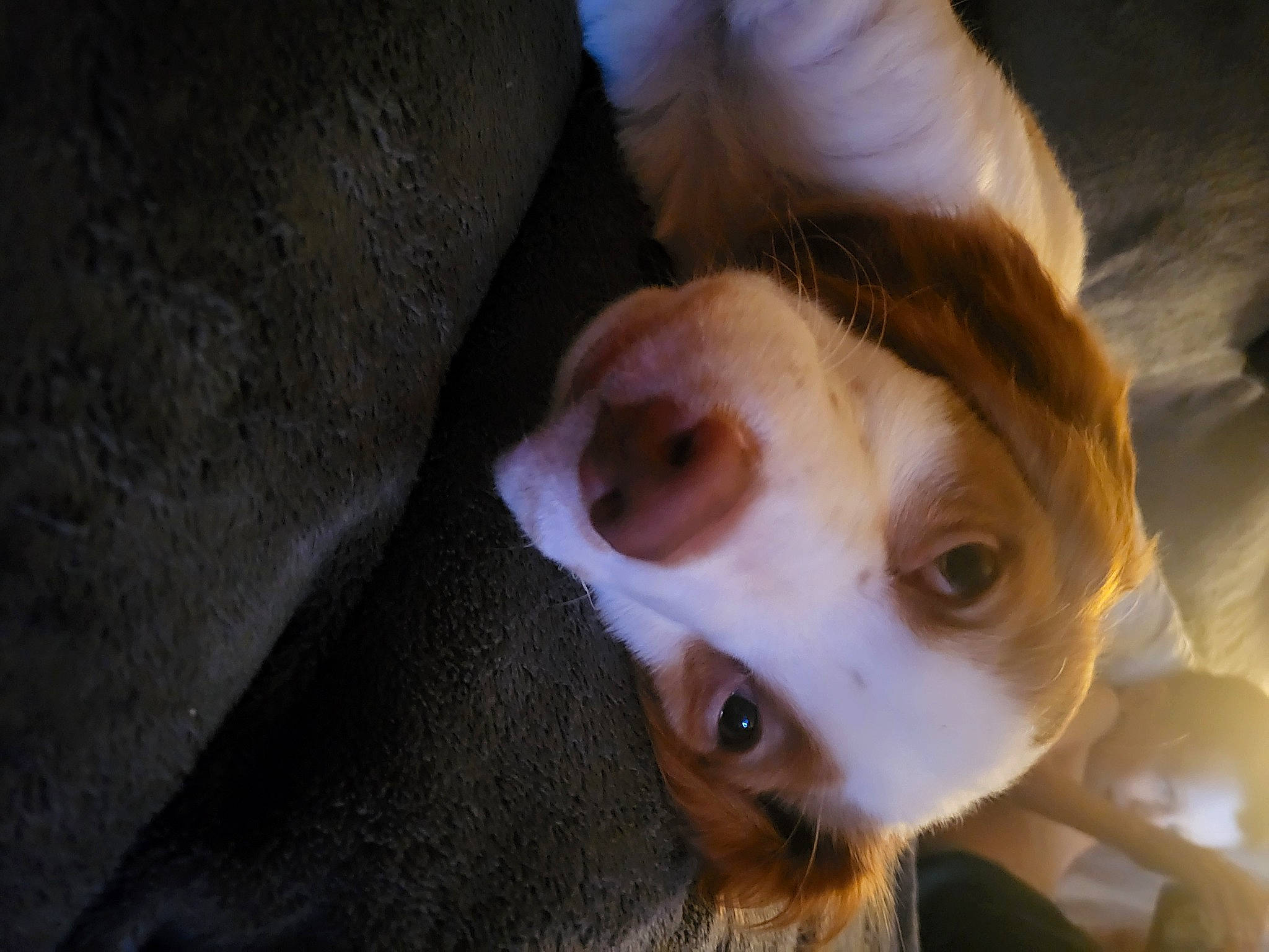 Buddy is registered to the contest to win money with this photo: canidae, carnivore, companion_dog, dog, dog_breed, ear, eyelash, fawn, fur, jaw, non_sporting_group, snout, sporting_group, sunglasses, toy_dog, whiskers, working_animal