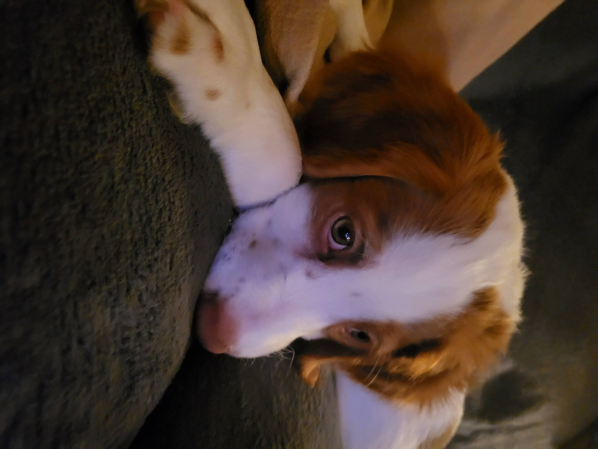 Buddy joined the competition — help win amazing prizes! canidae, carnivore, companion_dog, dog, dog_breed, ear, eyelash, fawn, felidae, fur, gesture, paw, puppy, small_to_medium_sized_cats, snout, sporting_group, toy_dog, whiskers, wood, working_animal