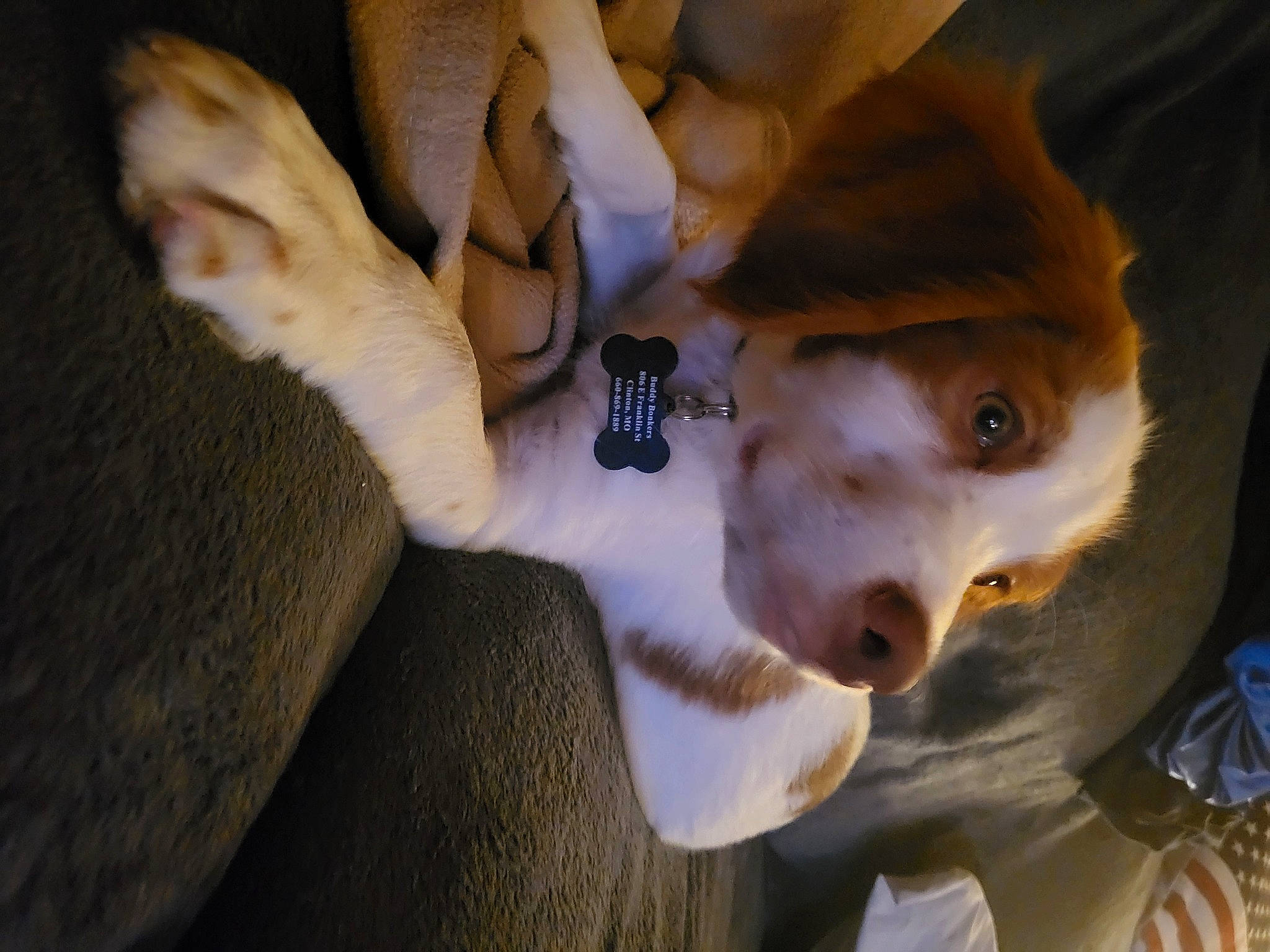 Buddy joined the competition — help win amazing prizes! canidae, carnivore, companion_dog, dog, dog_breed, ear, fawn, felidae, fur, paw, plant, small_to_medium_sized_cats, snout, sporting_group, sunglasses, tail, toy_dog, tree, whiskers, working_animal