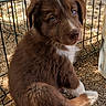 Blum participe au concours pour gagner de l'argent avec cette photo : puppy, dog, brown_fur, white_fur, fence, gravel, outdoor, young_animal, cute, pet, sitting, looking_back, curious, animal, fur, canine, daylight, playful, small, domestic_animal