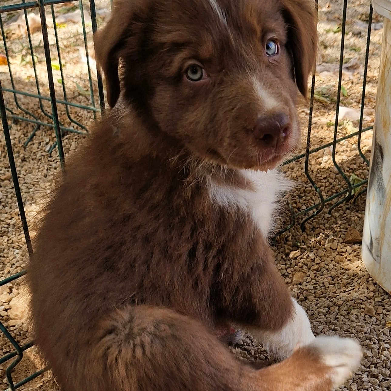 Blum participe au concours pour gagner de l'argent avec cette photo : puppy, dog, brown_fur, white_fur, fence, gravel, outdoor, young_animal, cute, pet, sitting, looking_back, curious, animal, fur, canine, daylight, playful, small, domestic_animal