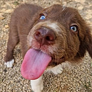 Blum a rejoint le concours — aidez-le/la à gagner de superbes lots ! puppy, dog, tongue, blue_eyes, close_up, outdoor, gravel, playful, young_dog, brown_fur, white_paws, animal, cute, pet, canine, tongue_out, happy, fur, nose, whiskers