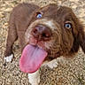 puppy, dog, tongue, blue_eyes, close_up, outdoor, gravel, playful, young_dog, brown_fur, white_paws, animal, cute, pet, canine, tongue_out, happy, fur, nose, whiskers