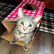 Dior is registered to the contest to win money with this photo: cat, gray_tabby, cardboard_box, pink_pattern, wooden_floor, indoor, curious, pet, feline, whiskers, ears, eyes, flooring, cabinet, rug, playing, home, animal, domestic, cute