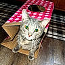 cat, gray_tabby, cardboard_box, pink_pattern, wooden_floor, indoor, curious, pet, feline, whiskers, ears, eyes, flooring, cabinet, rug, playing, home, animal, domestic, cute