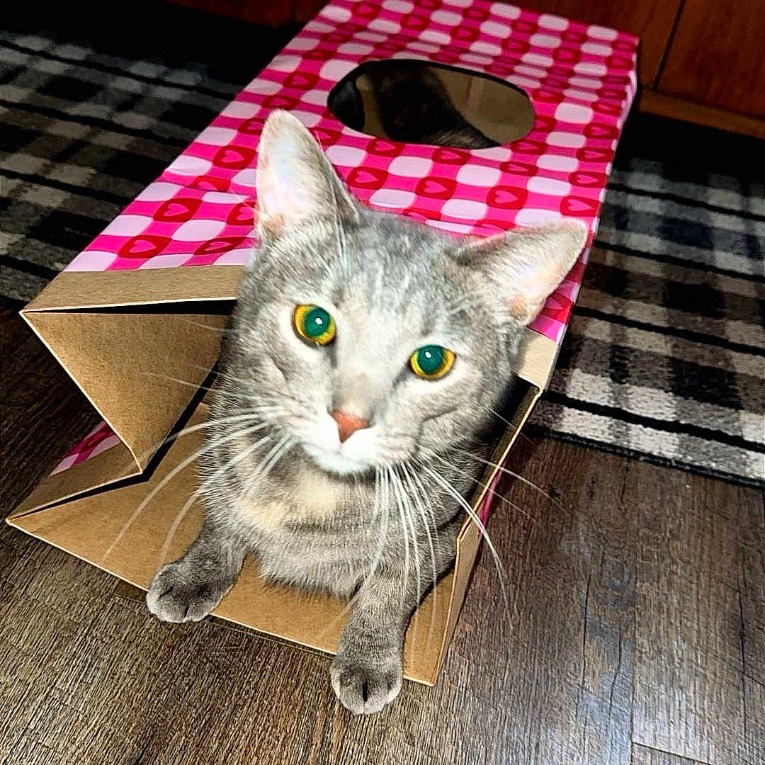 Dior is registered to the contest to win money with this photo: cat, gray_tabby, cardboard_box, pink_pattern, wooden_floor, indoor, curious, pet, feline, whiskers, ears, eyes, flooring, cabinet, rug, playing, home, animal, domestic, cute