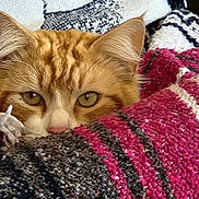 Red is registered to the contest to win money with this photo: cat, orange_tabby, pet, animal, cozy, blanket, textile, pattern, soft, fur, whiskers, ears, eyes, indoor, cute, relaxed, closeup, resting, curious, comfort