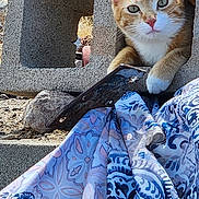 Sonny is registered to the contest to win money with this photo: cat, orange_cat, concrete_block, patterned_cloth, outdoor, stone, rock, curious, animal, pet, resting, paw, texture, blue, white, brown, sunlight, nature, closeup, background