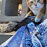 animal, background, blue, brown, cat, closeup, concrete_block, curious, nature, orange_cat, outdoor, patterned_cloth, paw, pet, resting, rock, stone, sunlight, texture, white