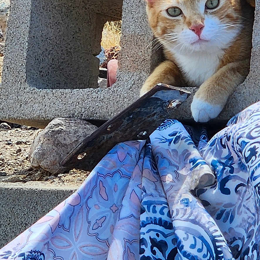 Sonny is registered to the contest to win money with this photo: cat, orange_cat, concrete_block, patterned_cloth, outdoor, stone, rock, curious, animal, pet, resting, paw, texture, blue, white, brown, sunlight, nature, closeup, background