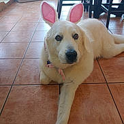Bear is registered to the contest to win money with this photo: dog, white_dog, bunny_ears, pet, indoor, tiled_floor, scarf, animal, cute, laying_down, house, furniture, chair, ears, pink, floor, portrait, looking, domestic_animal, funny