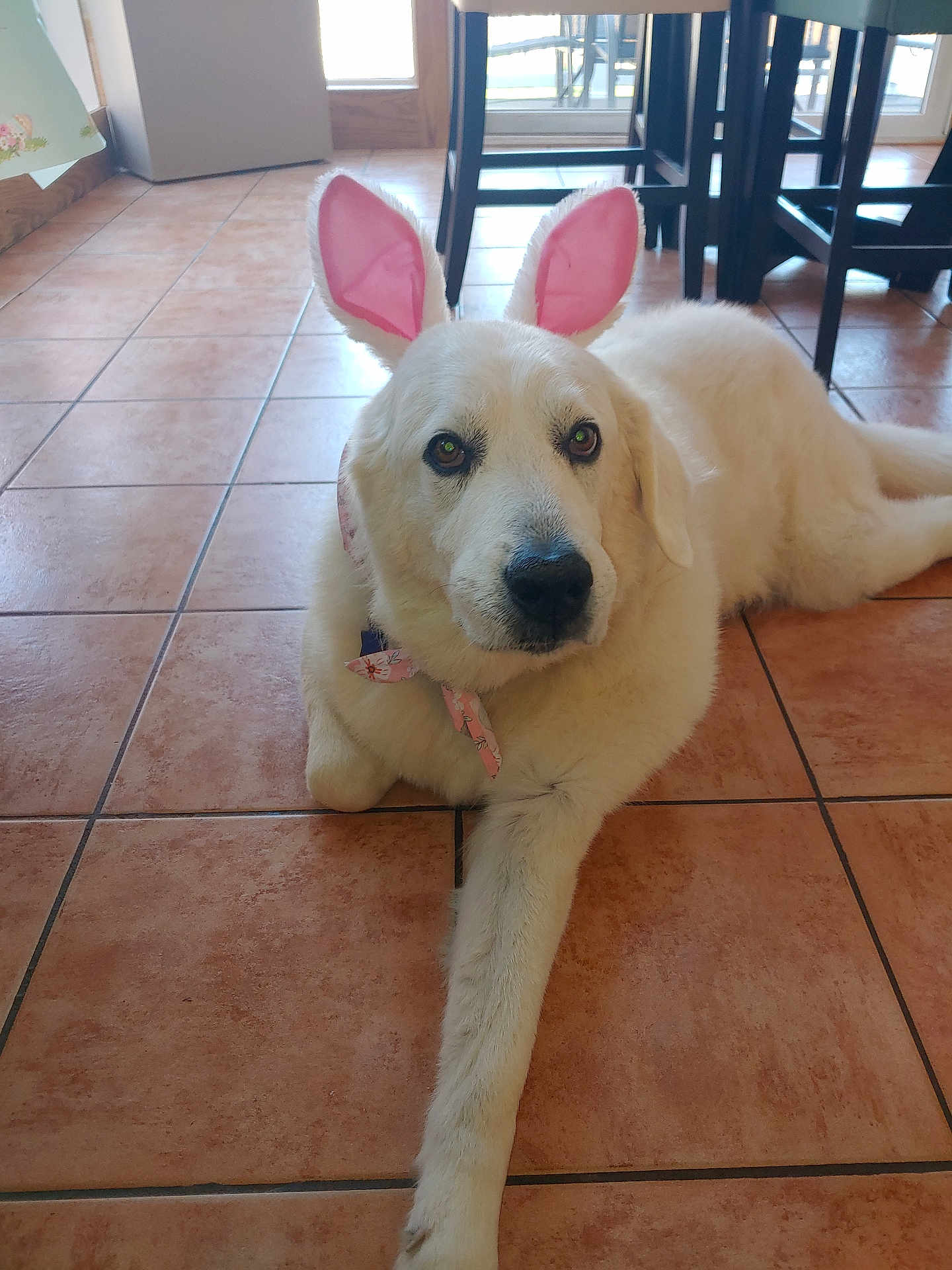 Bear