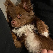 Masha a rejoint le concours — aidez-le/la à gagner de superbes lots ! dog, pet, brown_fur, white_fur, lying_down, belly, ears, curious, animal, cute, hand, domestic_animal, fur, closeup, indoor, resting, companion, soft, friendly, relaxed
