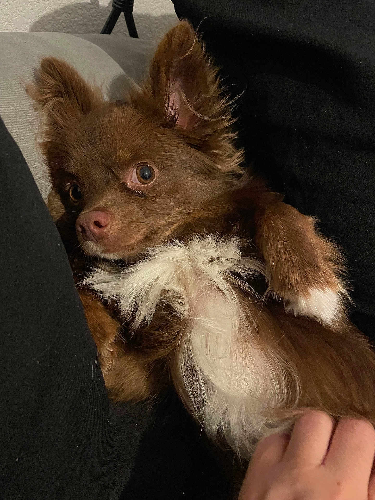 Masha a rejoint le concours — aidez-le/la à gagner de superbes lots ! dog, pet, brown_fur, white_fur, lying_down, belly, ears, curious, animal, cute, hand, domestic_animal, fur, closeup, indoor, resting, companion, soft, friendly, relaxed