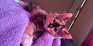 Margo is registered to the contest to win money with this photo: kitten, cat, pet, fur, purple_blanket, indoor, cozy, cute, animal, whiskers, paw, relaxed, soft_texture, face, small, young, lying_down, domestic, curious, feline