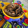 cat, calico_cat, toy, fisher_price, play_mat, toy_car, sleeping_cat, curled_up, indoor, floor, colorful, childrens_toy, carpet, wood_floor, pet, cozy, resting, animal, feline, playroom