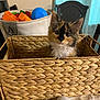 Margo joined the competition — help win amazing prizes! kitten, cat, basket, woven_basket, table, toy, colorful_toys, chair, curtain, window, game_controller, indoor, pet, feline, fur, whiskers, cute, small, domestic_animal, playful