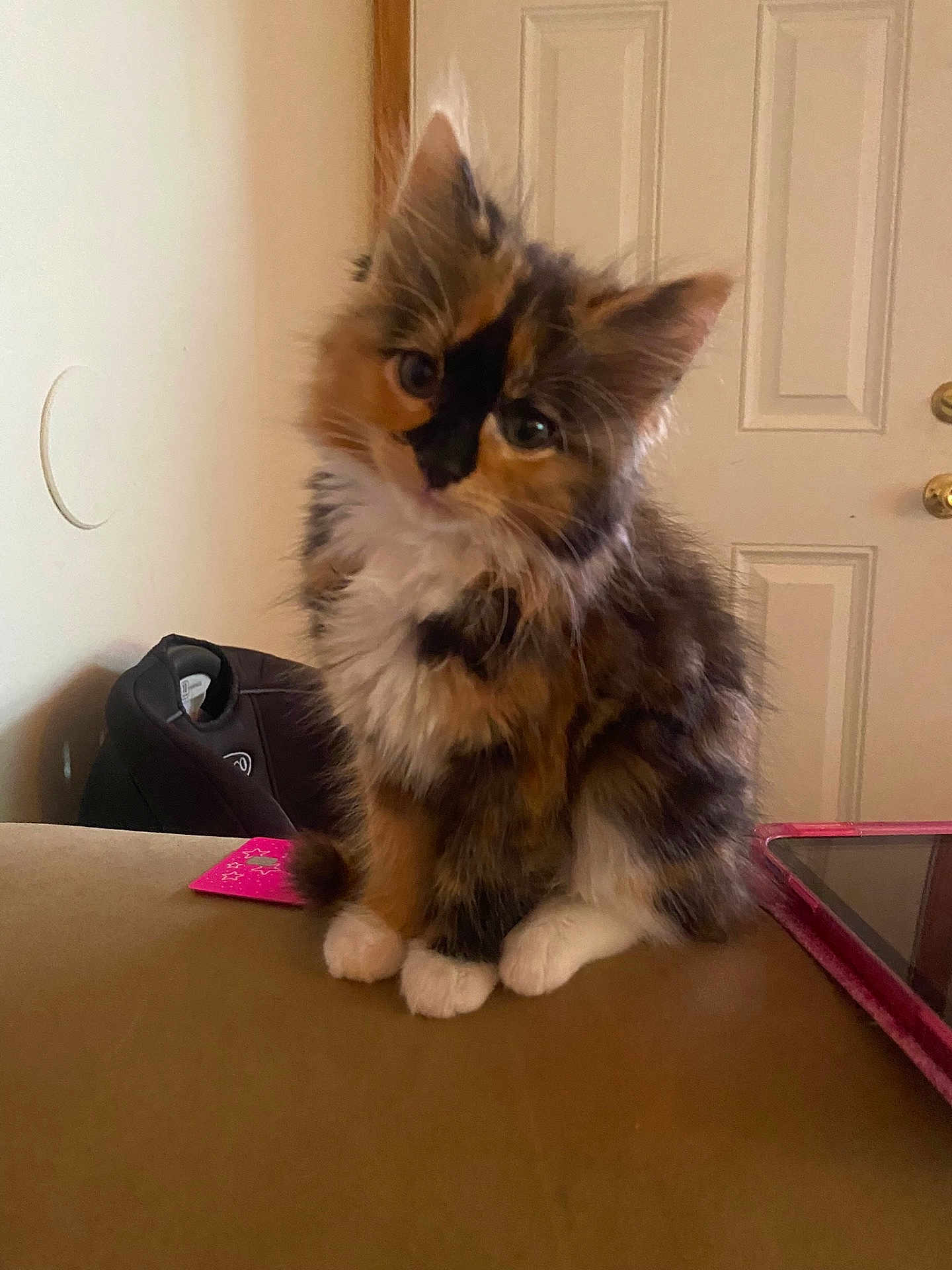 Margo is registered to the contest to win money with this photo: kitten, cat, fluffy, indoor, curious, pet, sitting, feline, cute, young, household, door, couch, tabby, white_paws, multi-colored, fur, domestic_animal, small, companion