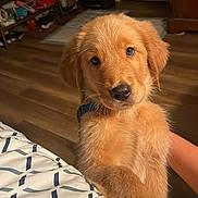 Canelo is registered to the contest to win money with this photo: golden_retriever, puppy, dog, pet, indoor, bedspread, patterned, floor, wooden_floor, furniture, cozy, looking_up, cute, animal, domestic_animal, fur, paw, face, canine, young