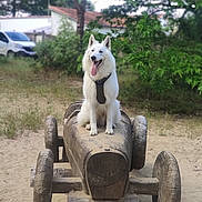 Django participe au concours pour gagner de l'argent avec cette photo : dog, white_dog, wooden_toy_car, outdoor, sand, trees, greenery, tongue_out, pet, happy, nature, playground, wood, animal, canine, park, summer, daytime, sitting, cute