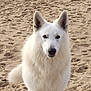 Django participe au concours pour gagner de l'argent avec cette photo : dog, white_dog, beach, sand, ocean, waves, animal, pet, outdoor, fur, canine, nature, sea, water, mammal, portrait, standing, summer, daytime, coast