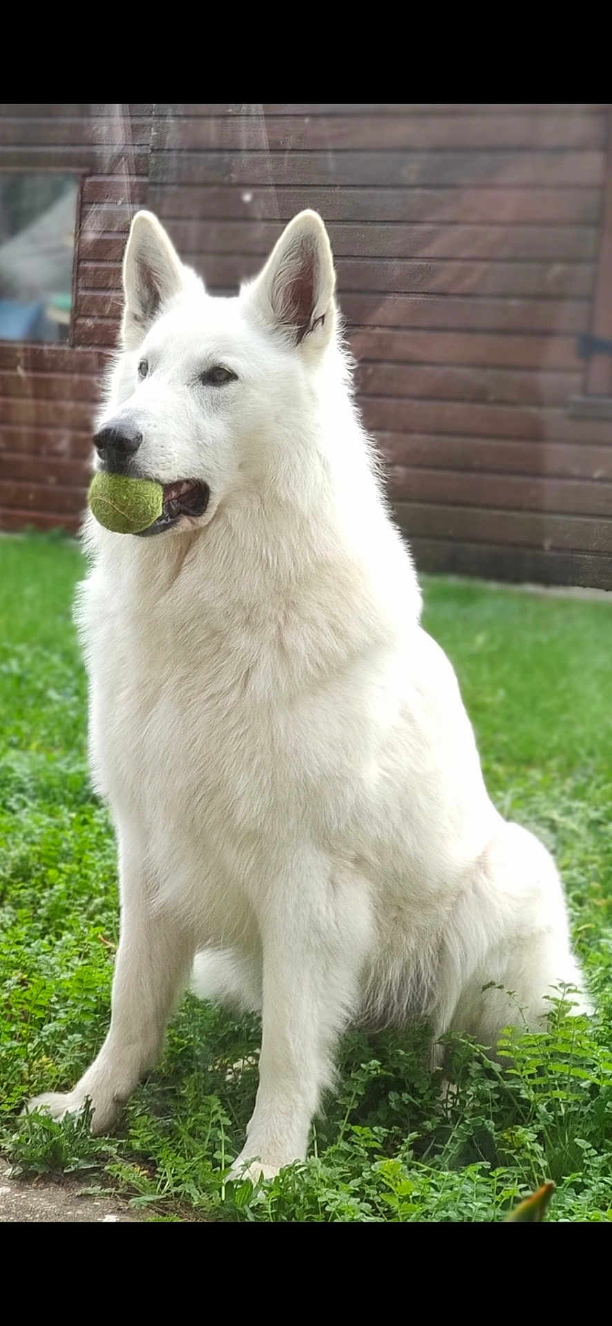 Django a rejoint le concours — aidez-le/la à gagner de superbes lots ! dog, white_dog, tennis_ball, grass, outdoor, pet, animal, sitting, fur, playful, nature, garden, canine, mammal, ears, mouth, greenery, wooden_fence, daylight, portrait