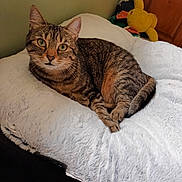 Nala participe au concours pour gagner de l'argent avec cette photo : cat, tabby_cat, fluffy_cushion, indoor, pet, animal, feline, green_eyes, plush_toy, yellow_toy, cozy, relaxed, fur, whiskers, paws, resting, looking_at_camera, soft_texture, home, comfortable