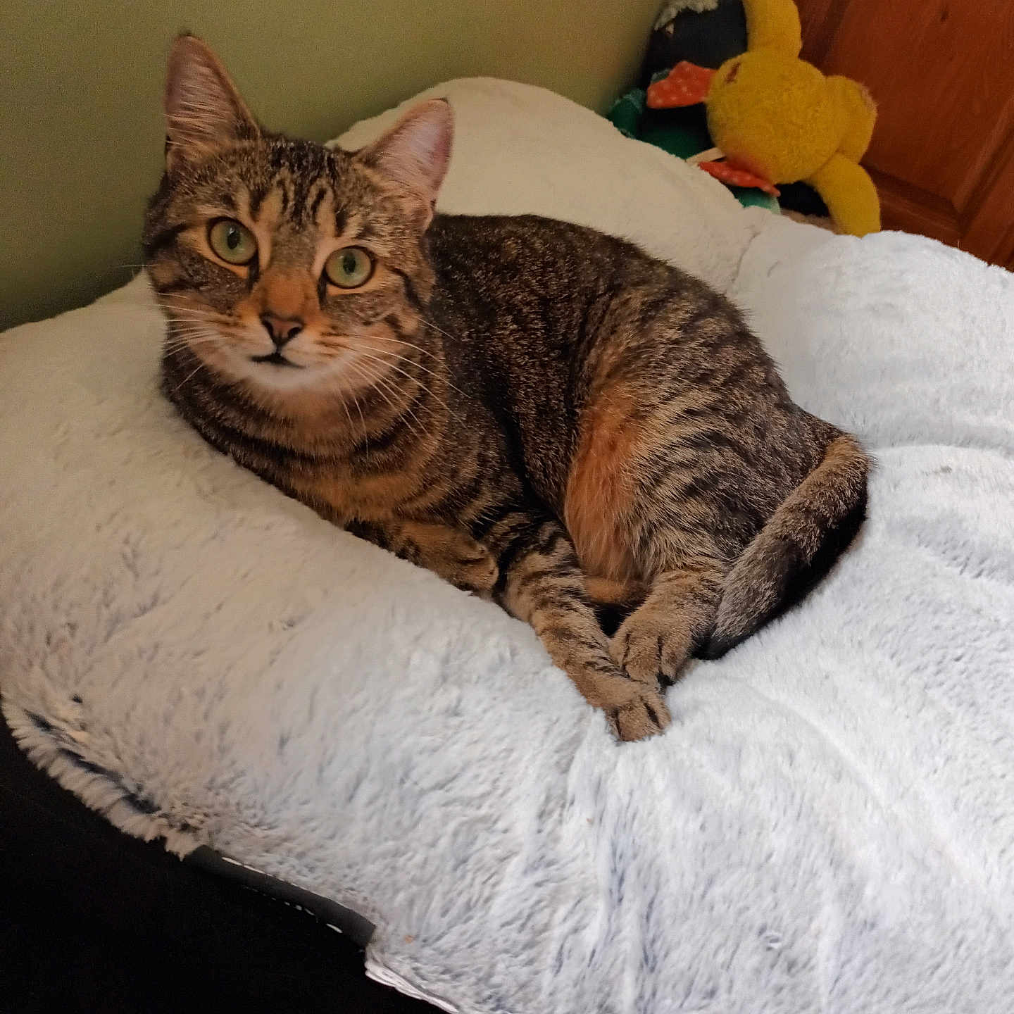 Nala participe au concours pour gagner de l'argent avec cette photo : animal, cat, comfortable, cozy, feline, fluffy_cushion, fur, green_eyes, home, indoor, looking_at_camera, paws, pet, plush_toy, relaxed, resting, soft_texture, tabby_cat, whiskers, yellow_toy