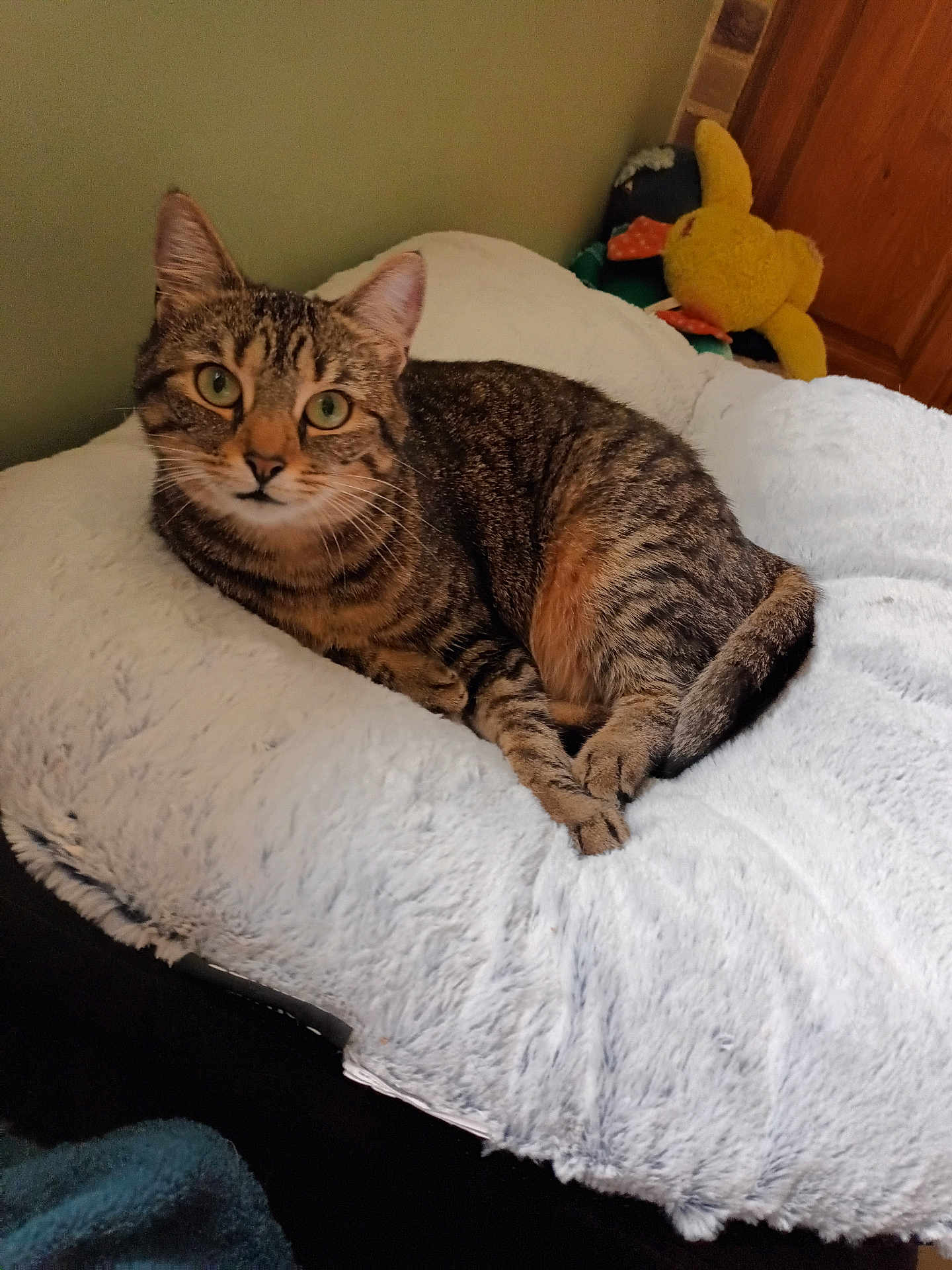 Nala participe au concours pour gagner de l'argent avec cette photo : cat, tabby_cat, fluffy_cushion, indoor, pet, animal, feline, green_eyes, plush_toy, yellow_toy, cozy, relaxed, fur, whiskers, paws, resting, looking_at_camera, soft_texture, home, comfortable