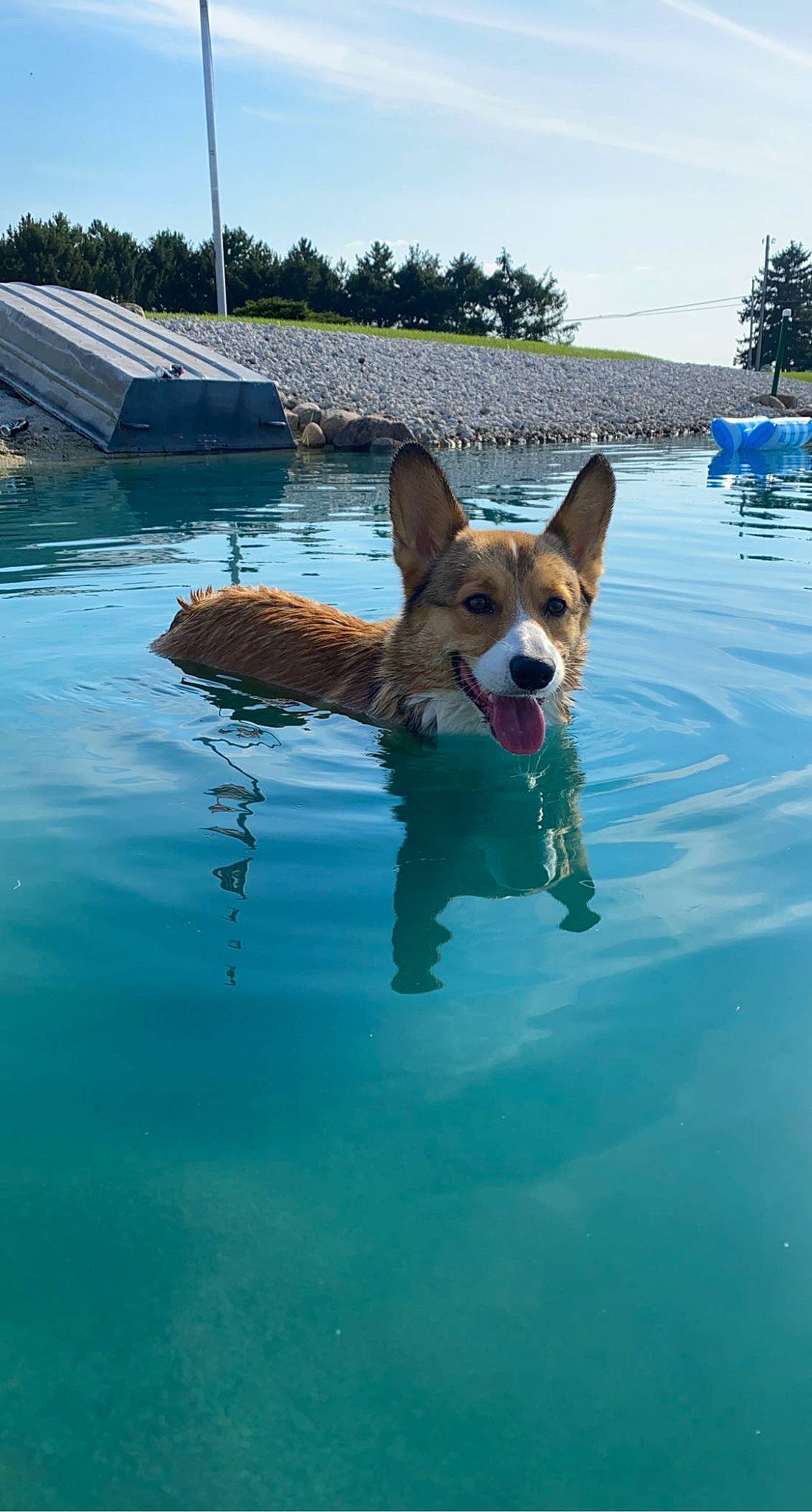 Jinx joined the competition — help win amazing prizes! blue, canidae, carnivore, collar, companion_dog, dog, dog_breed, fawn, fun, lake, leisure, ocean, recreation, sky, sporting_group, tree, vacation, water, working_animal, working_dog
