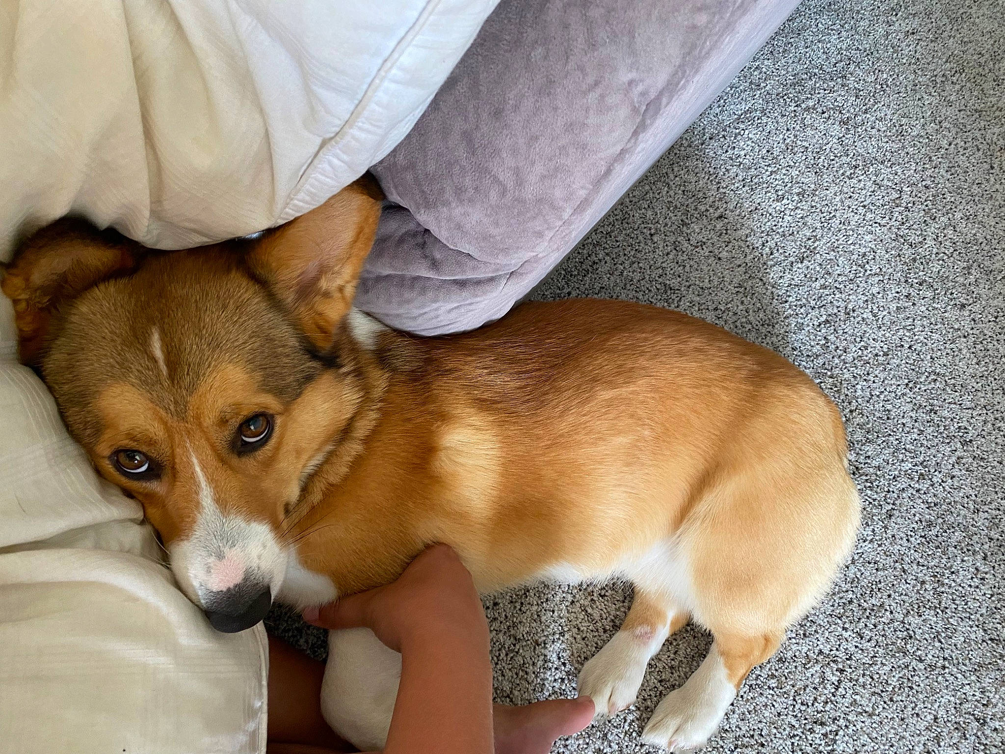 Jinx is registered to the contest to win money with this photo: canidae, carnivore, comfort, companion_dog, dog, dog_breed, fawn, fur, snout, sporting_group, tail, terrestrial_animal, toy, whiskers, working_animal