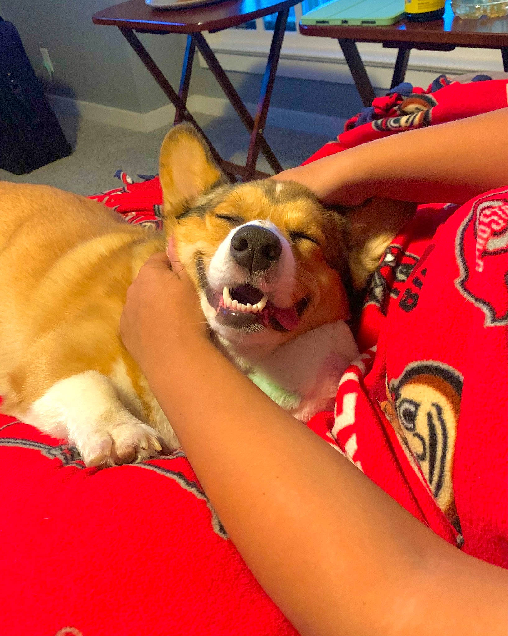 Jinx joined the competition — help win amazing prizes! carnivore, chair, comfort, companion_dog, dog, dog_breed, dog_supply, event, fawn, flooring, foot, fun, happy, human_leg, lap, leisure, smile, sporting_group, table, thigh