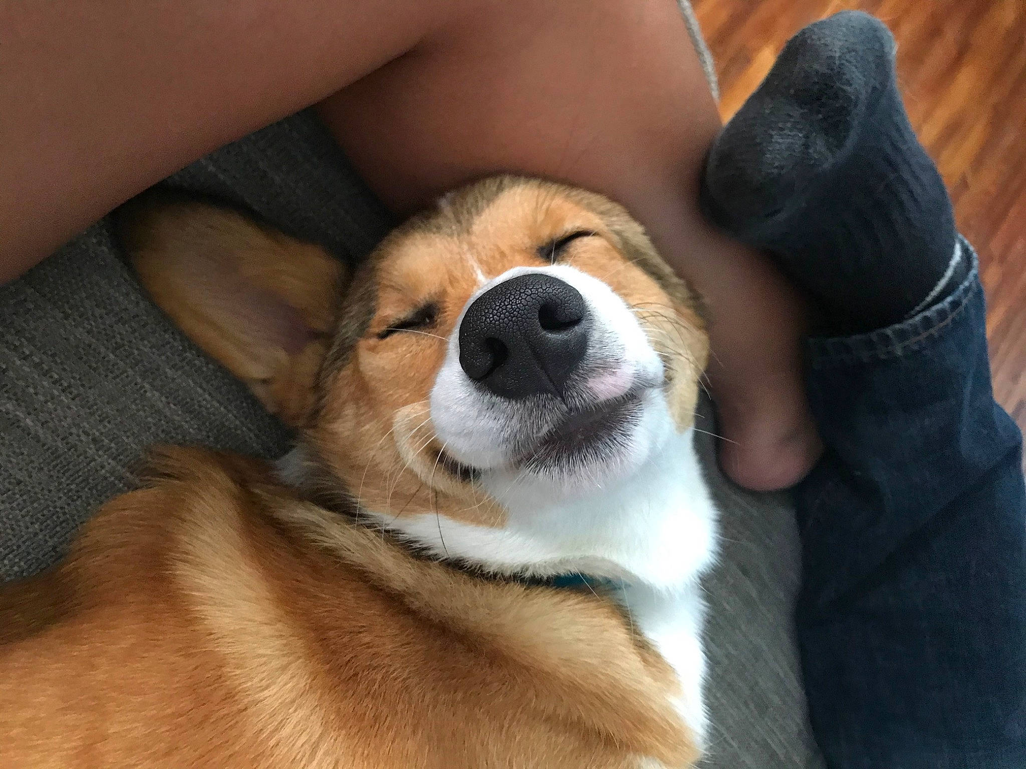 Jinx joined the competition — help win amazing prizes! canidae, carnivore, comfort, companion_dog, dog, dog_breed, finger, foot, fur, human_leg, non_sporting_group, paw, pomeranian, puppy_love, snout, sporting_group, terrestrial_animal, thigh, whiskers, working_dog