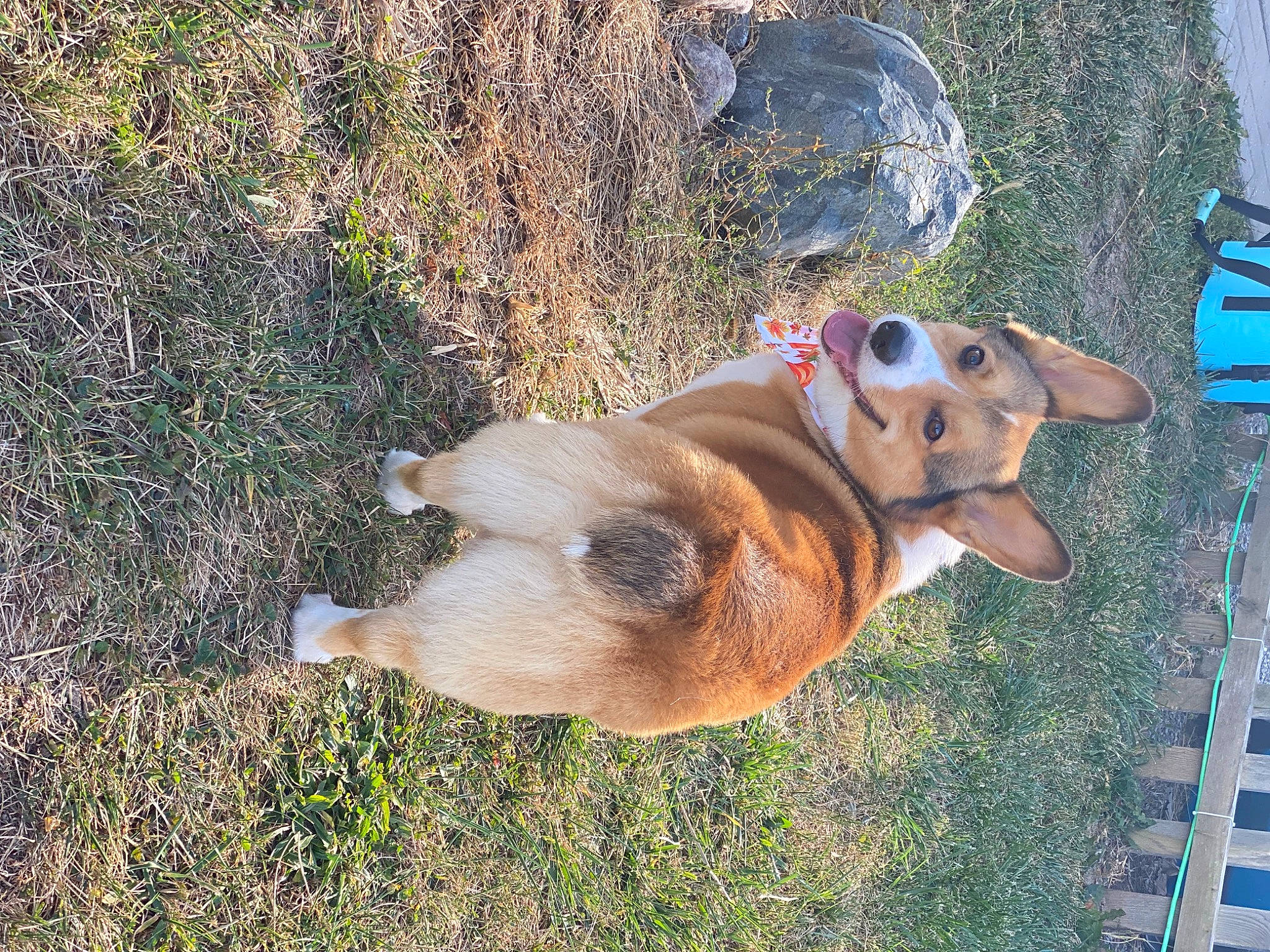 Jinx joined the competition — help win amazing prizes! canidae, carnivore, collar, companion_dog, dog, dog_breed, dog_collar, dog_supply, fawn, fur, grass, leash, liver, pet_supply, plant, soil, sporting_group, tail, terrestrial_animal, working_animal