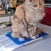 Isis a rejoint le concours — aidez-le/la à gagner de superbes lots ! calm, cat, cluttered, contemplative, cozy, domestic, feline, fluffy, folder, home, indoor, jar, kitchen, multi_colored, papers, pet, plants, sitting, table, utensils