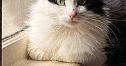 Mr. Pow joined the competition — help win amazing prizes! cat, fluffy, black_and_white, windowsill, window, green_eyes, natural_light, indoor, pet, feline, curious, resting, closeup, whiskers, pink_nose, calm, soft_light, animal, portrait, domestic