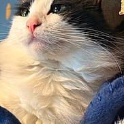 Mr. Pow is registered to the contest to win money with this photo: cat, close_up, fluffy, black_and_white, pink_nose, whiskers, fur, pet, animal, indoor, cozy, blanket, soft_light, portrait, mammal, cute, feline, relaxed, domestic_cat, lying_down