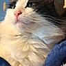 cat, close_up, fluffy, black_and_white, pink_nose, whiskers, fur, pet, animal, indoor, cozy, blanket, soft_light, portrait, mammal, cute, feline, relaxed, domestic_cat, lying_down