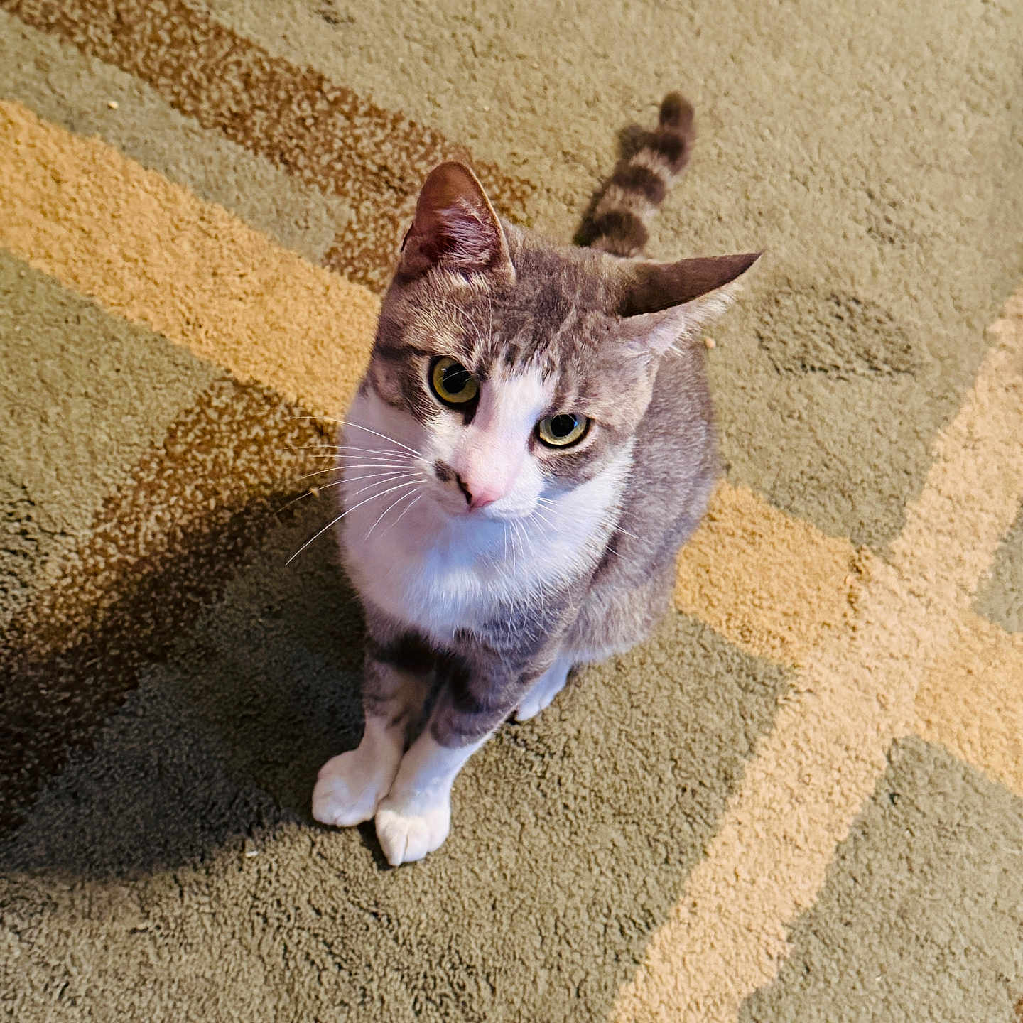 Boots is registered to the contest to win money with this photo: animal, carpet, cat, curious, cute, domestic, ears, eyes, feline, floor, fur, gray, indoor, looking_up, mammal, pet, sitting, tail, whiskers, white