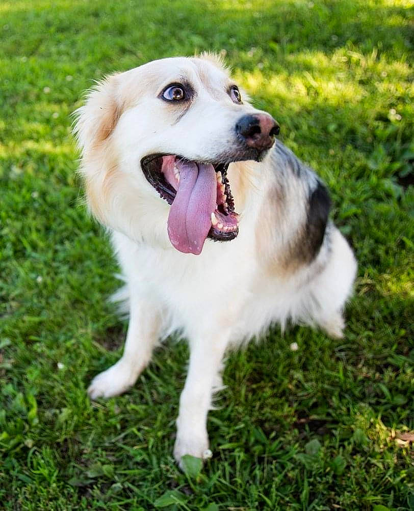 Luca is registered to the contest to win money with this photo: biting, canidae, carnivore, collar, companion_dog, dog, dog_breed, dog_collar, fang, fur, grass, happy, paw, plant, puppy, shout, snout, sporting_group, whiskers, working_dog