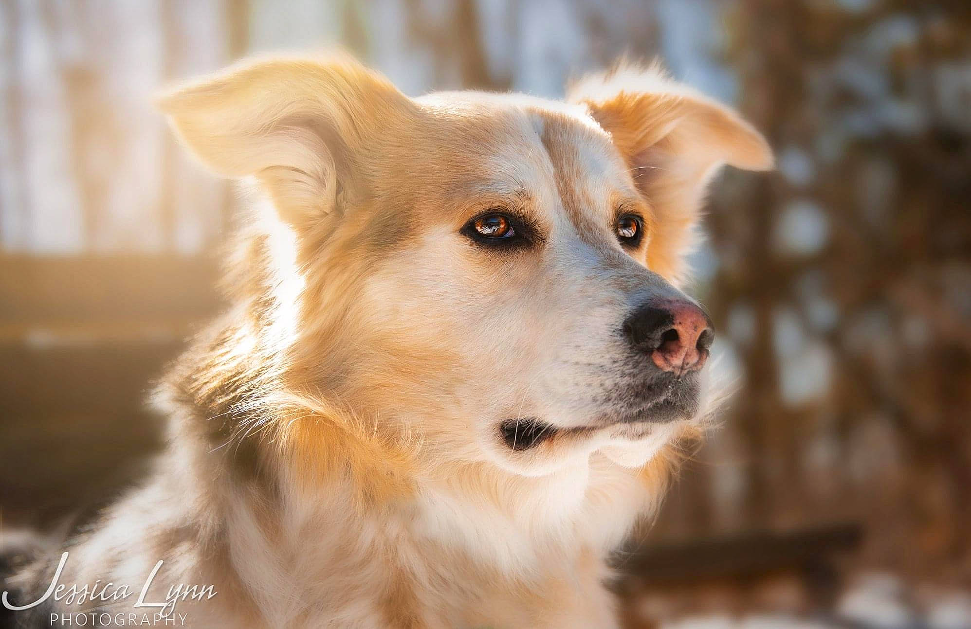 Luca is registered to the contest to win money with this photo: canidae, carnivore, close_up, companion_dog, dog, dog_breed, fireworks, fur, plant, puppy, sporting_group, tree, watch, whiskers, wood, working_dog