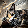 cat, calico, pet, whiskers, yellow_eyes, close_up, indoor, tiled_floor, sunlight, shadow, fur, curious, animal, domestic_cat, face, portrait, looking_up, cute, feline, warm_light