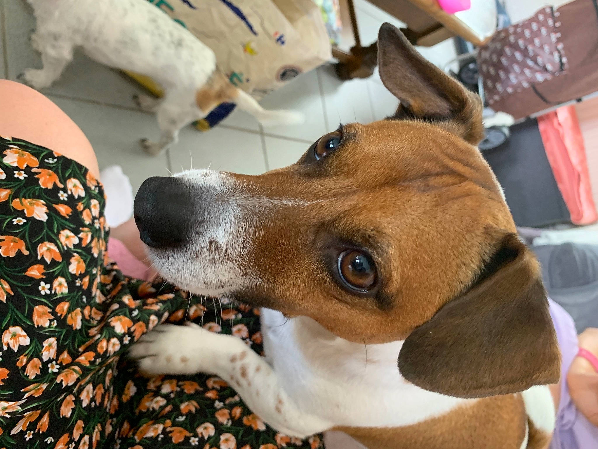 Kenzo a rejoint le concours — aidez-le/la à gagner de superbes lots ! canidae, carnivore, collar, comfort, companion_dog, dog, dog_breed, dog_collar, dog_supply, eyewear, fawn, fur, hound, leash, non_sporting_group, pet_supply, snout, sporting_group, whiskers, working_animal