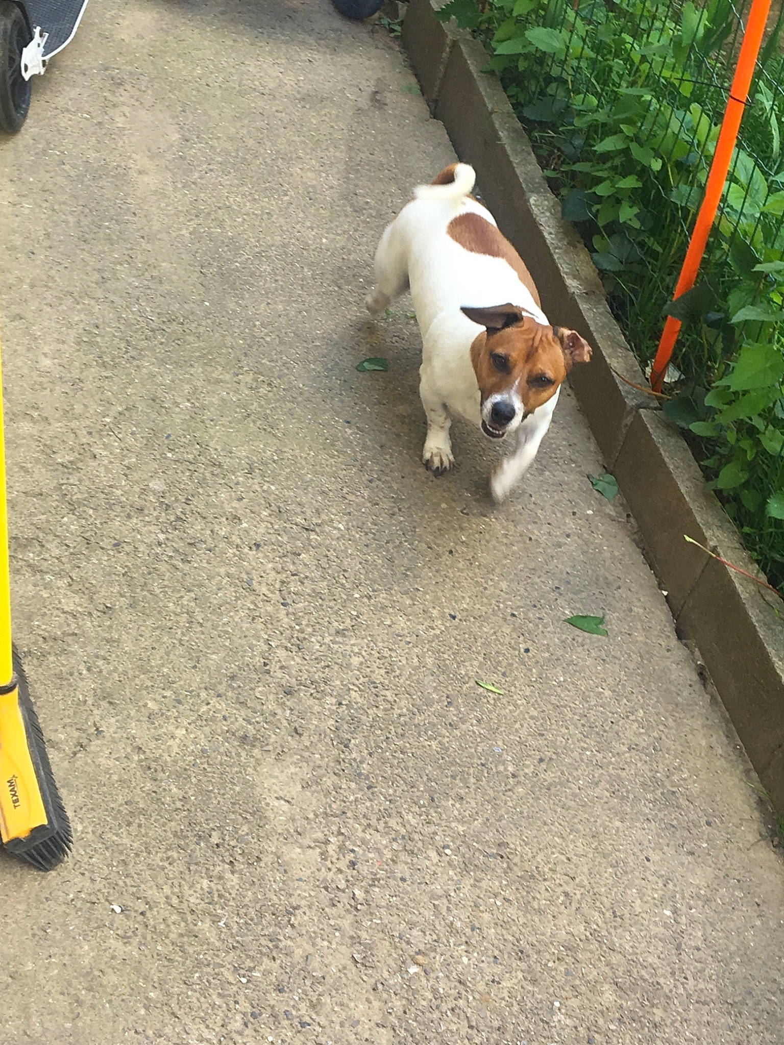 Kenzo a rejoint le concours — aidez-le/la à gagner de superbes lots ! canidae, carnivore, companion_dog, dog, dog_breed, fawn, jack_russell_terrier, mammal, plummer_terrier, sidewalk, smooth_fox_terrier, sporting_group