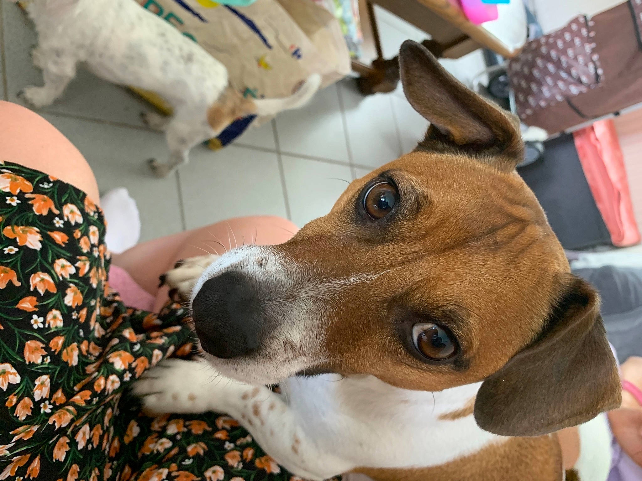 Kenzo a rejoint le concours — aidez-le/la à gagner de superbes lots ! canidae, carnivore, collar, companion_dog, dog, dog_breed, dog_collar, dog_supply, fawn, fur, hound, irishjacks, mammal, non_sporting_group, pet_supply, snout, sporting_group, vertebrate, whiskers, working_animal