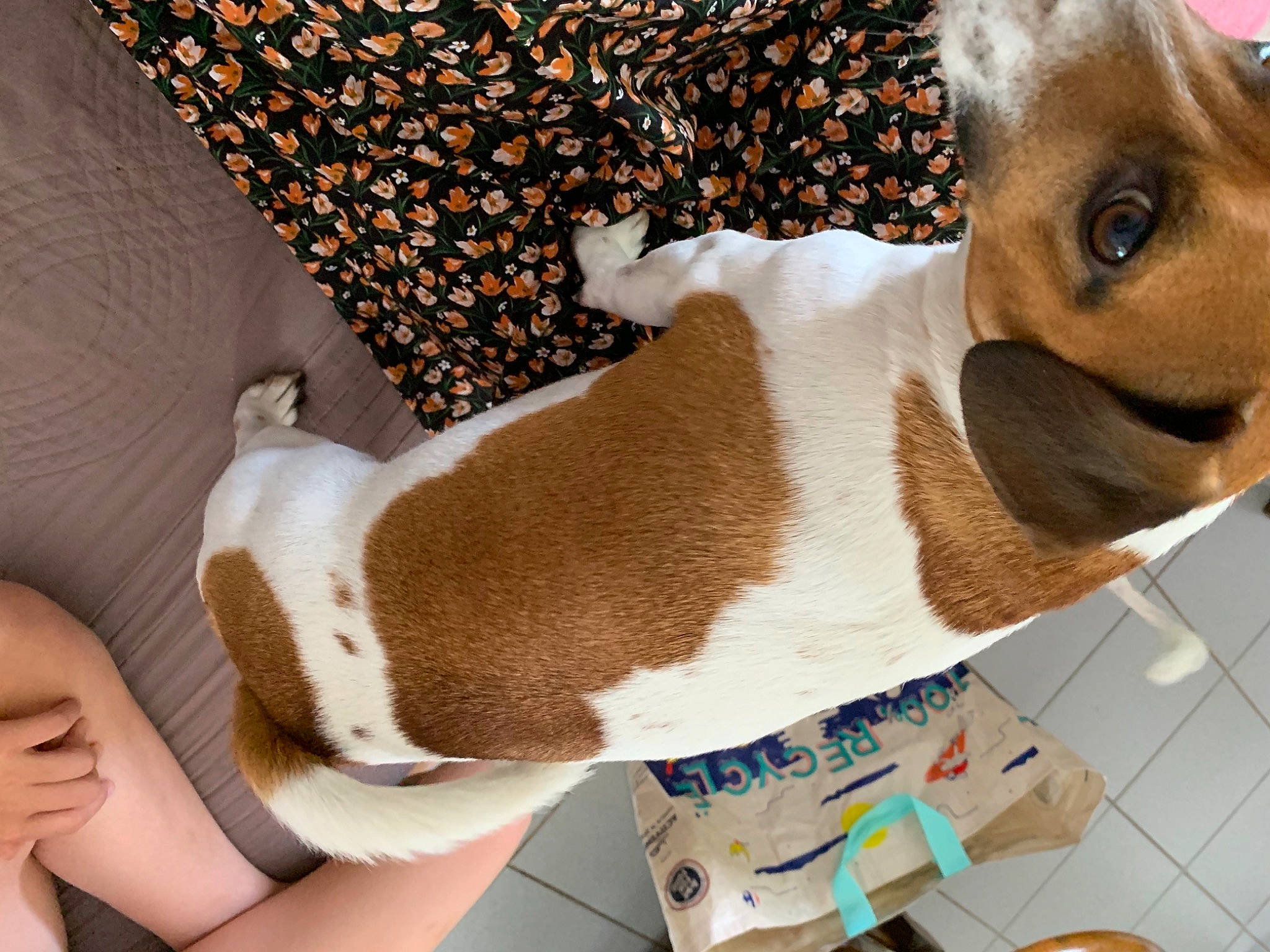 Kenzo a rejoint le concours — aidez-le/la à gagner de superbes lots ! brown, carnivore, comfort, companion_dog, dog, dog_breed, ear, eyewear, fawn, fur, human_leg, linens, liver, pattern, room, stuffed_toy, sunglasses, toy, whiskers, working_animal