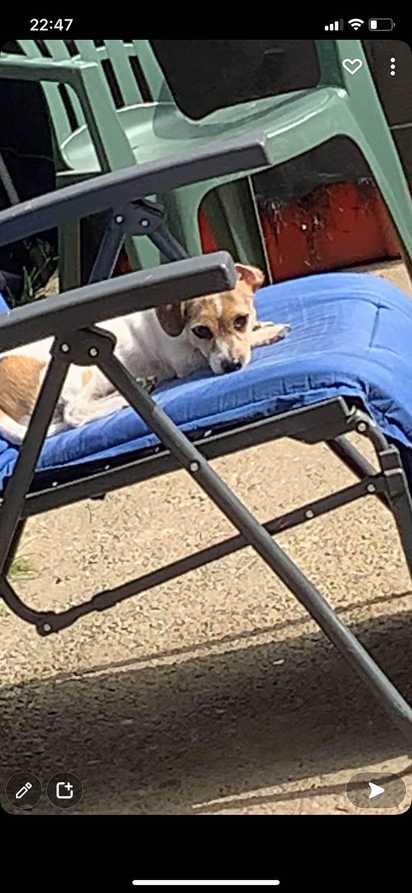 Princesse participe au concours pour gagner de l'argent avec cette photo : automotive_exterior, bumper, car, carnivore, chair, companion_dog, dog, dog_breed, fawn, folding_chair, grass, hood, leisure, mammal, motor_vehicle, outdoor_furniture, pet_supply, vehicle, vehicle_door, vertebrate