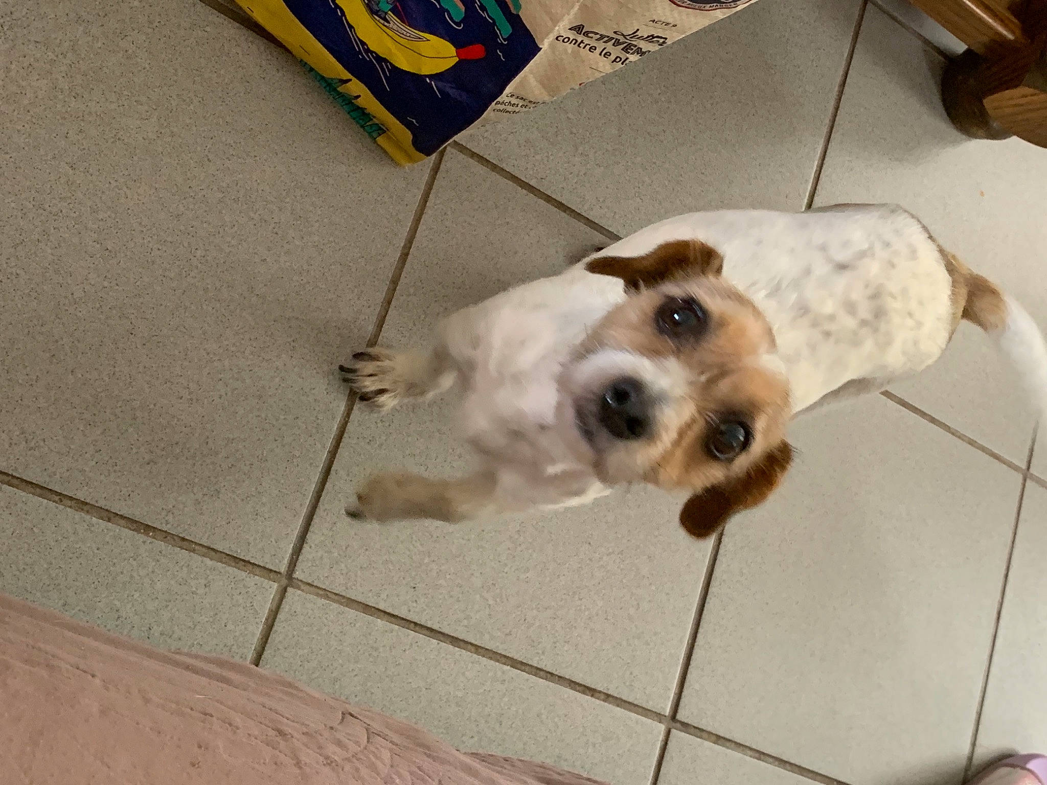 Princesse a rejoint le concours — aidez-le/la à gagner de superbes lots ! carnivore, collar, companion_dog, dog, dog_breed, dog_collar, dog_supply, eyewear, floor, flooring, fur, leash, mammal, metal, paw, pet_supply, square, tile_flooring, whiskers, working_animal